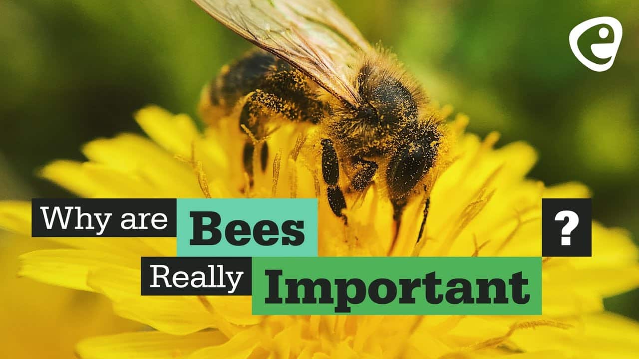 The Ecological Importance of Bees