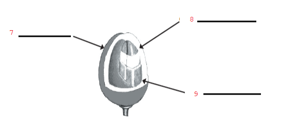 Original coffee bean cross-section with arrows numbered 7, 8 and 9